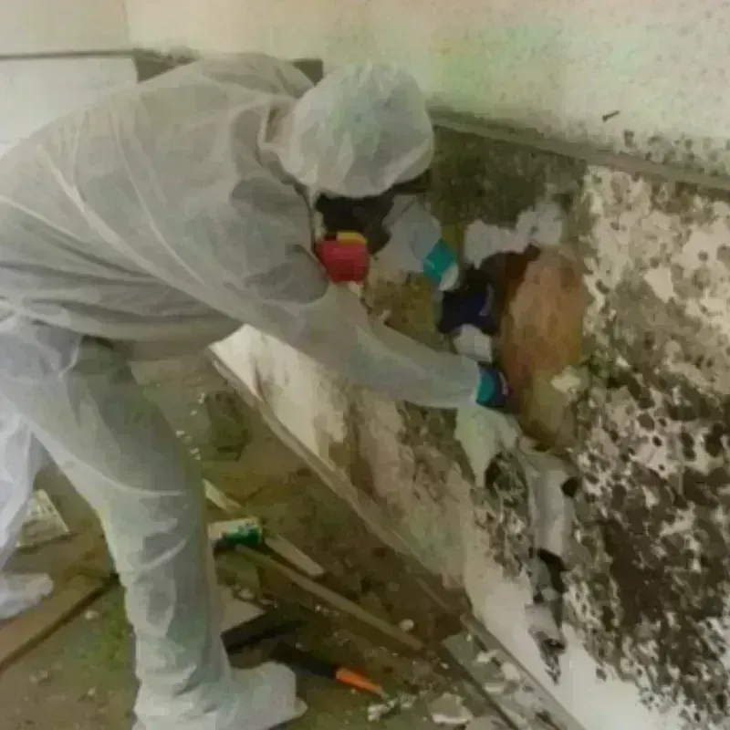 Mold Remediation and Removal in Mead, WA